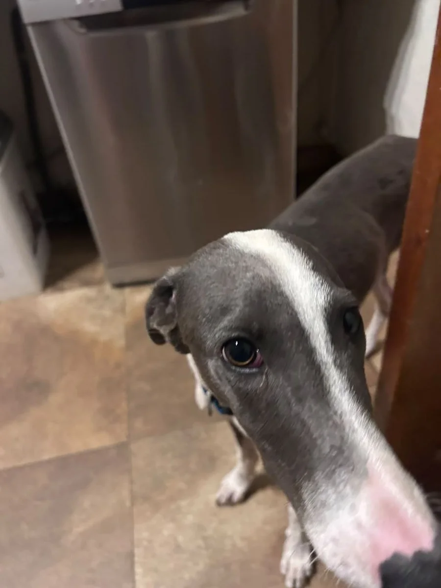 Pointy looking up at the camera beside the dishwasher, showing his grey-and-white face and pink nose.